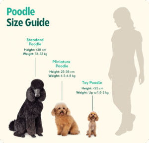 toy-poodle-size-guide