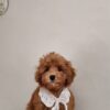 Female Toy Poodle (Ella)