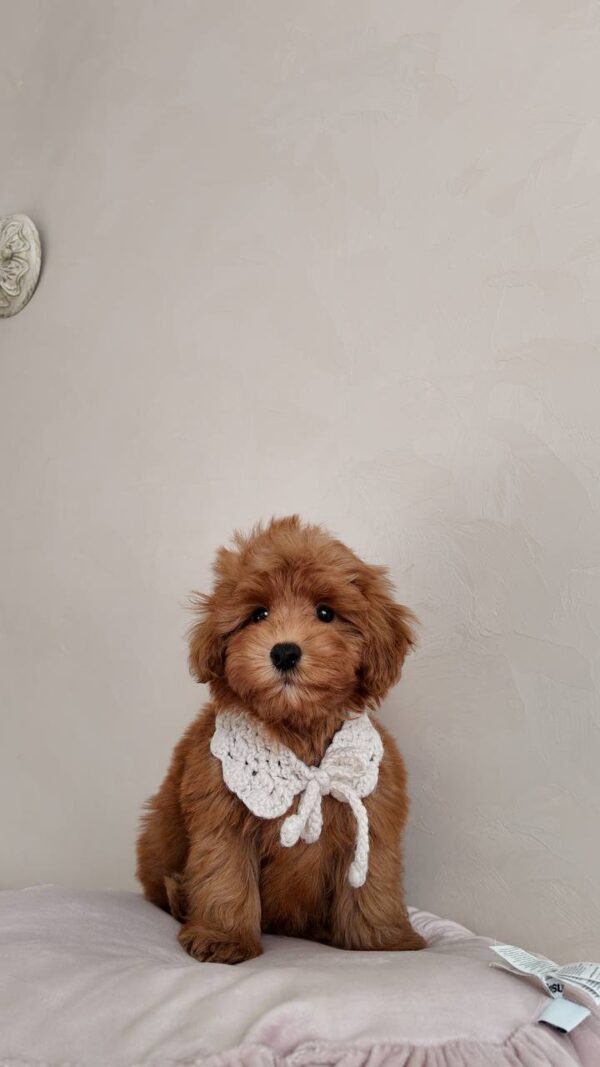 Female Toy Poodle (Ella)