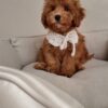 Female Toy Poodle (Ella)
