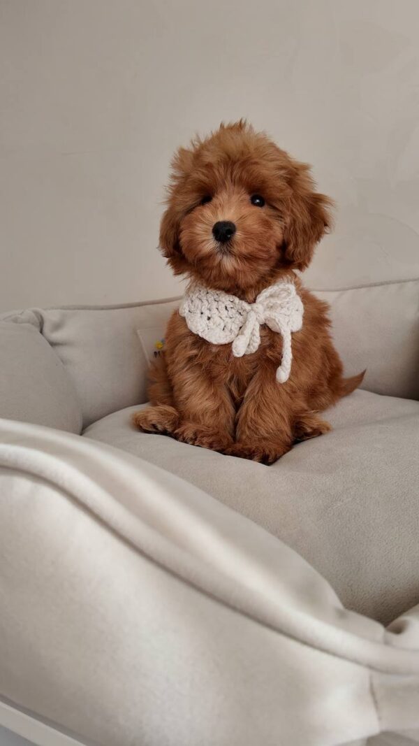 Female Toy Poodle (Ella)