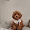 Female Toy Poodle (Ella)