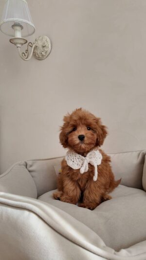 Female Toy Poodle (Ella) Female Toy Poodle (Ella)