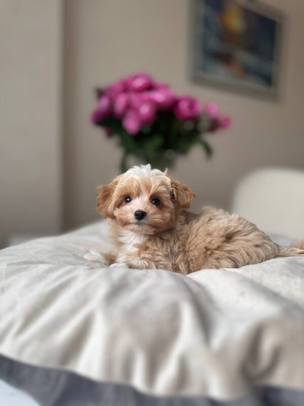 Female Maltipoo (Diva) Female Maltipoo (Diva)