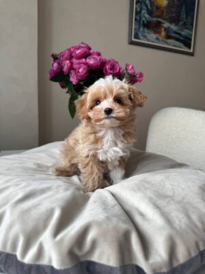 Female Maltipoo (Diva)