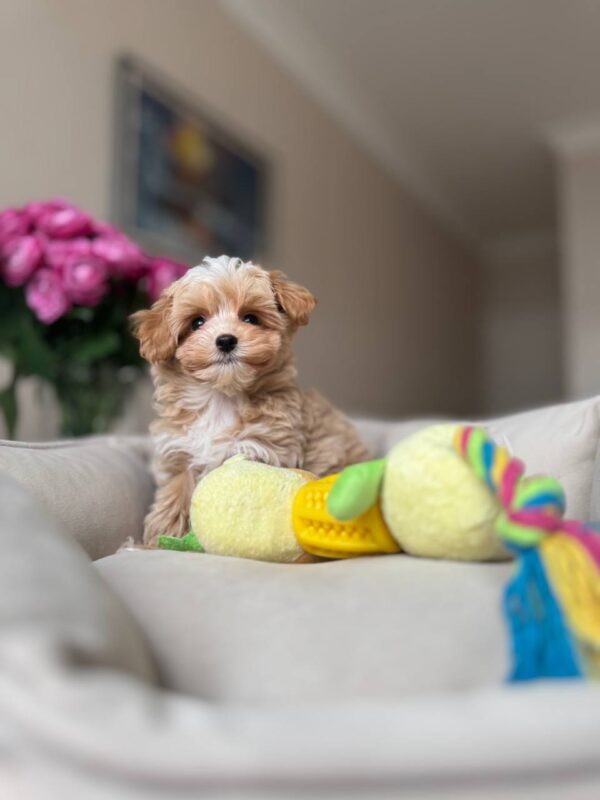 Female Maltipoo (Diva) Female Maltipoo (Diva)