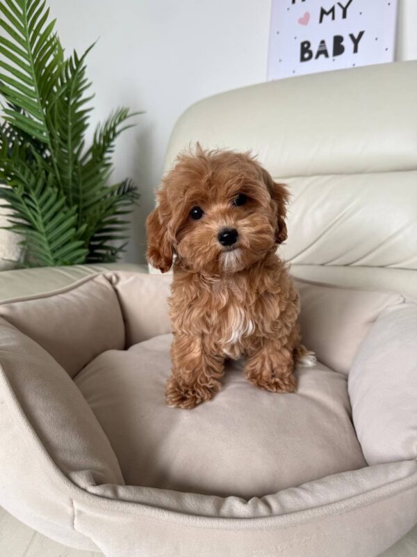 Female Maltipoo (Bella)