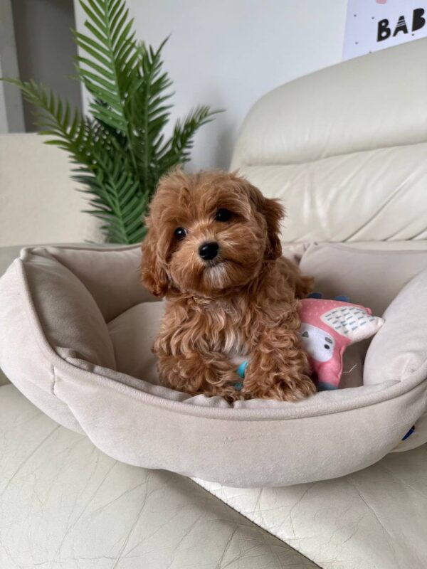 Female Maltipoo (Bella)