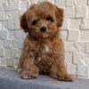 Female Maltipoo (Bella)