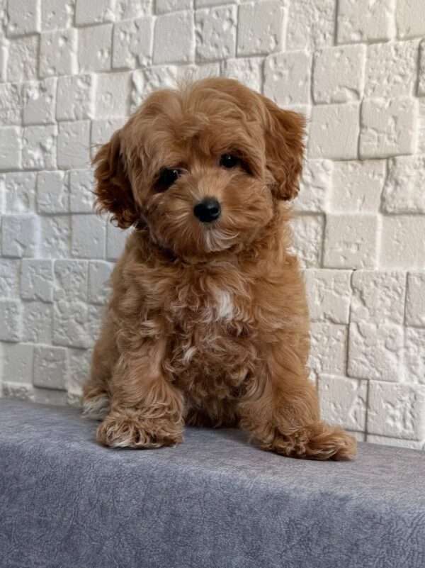 Female Maltipoo (Bella)