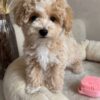Male Toy Poodle (Ziggy)