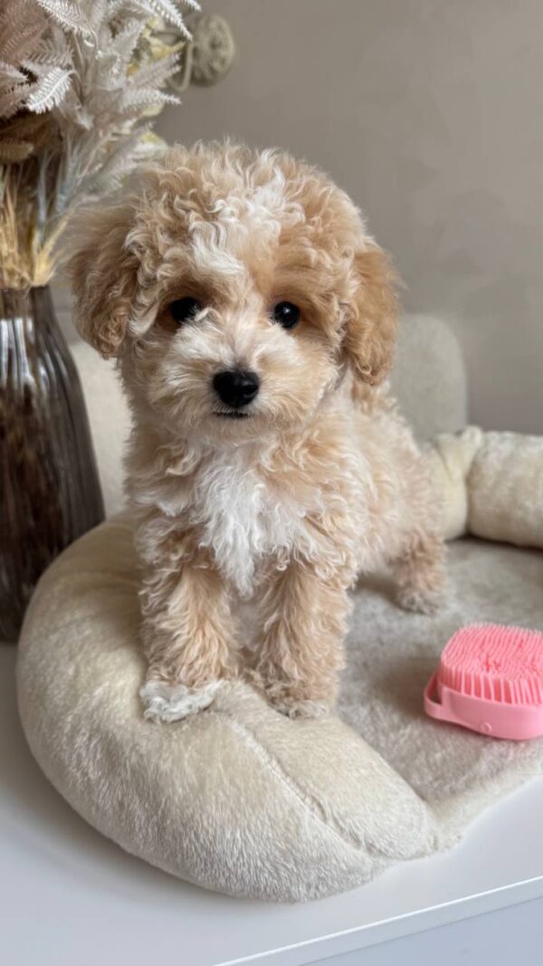 Male Toy Poodle (Ziggy)
