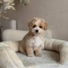 Male Toy Poodle (Ziggy)