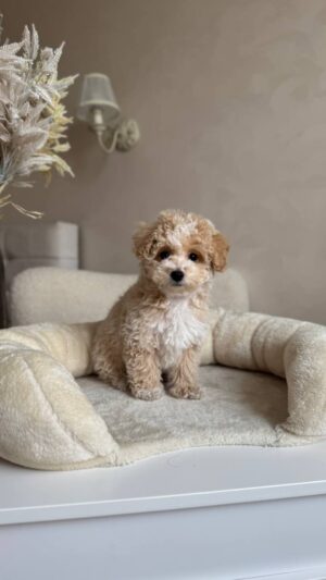 Male Toy Poodle (Ziggy)