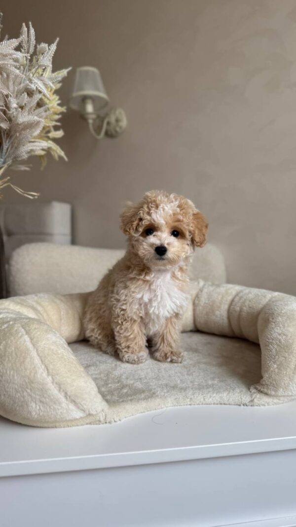 Male Toy Poodle (Ziggy)