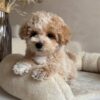 Male Toy Poodle (Ziggy)