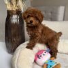 Female Toy Poodle (Wendy) Female Toy Poodle (Wendy)