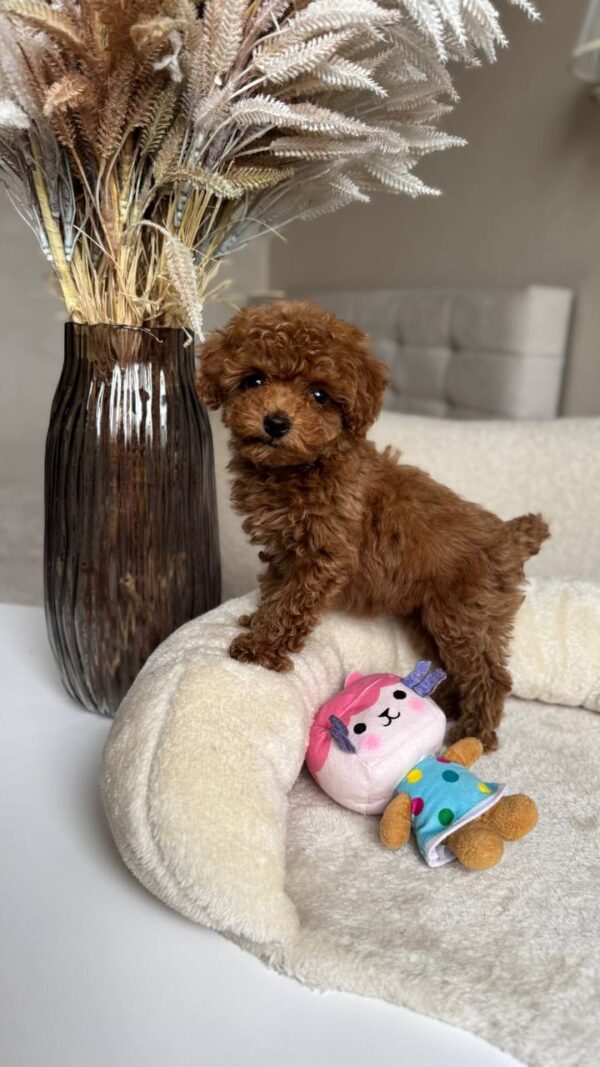 Female Toy Poodle (Wendy) Female Toy Poodle (Wendy)
