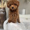 1001377530 Female Toy Poodle (Wendy)