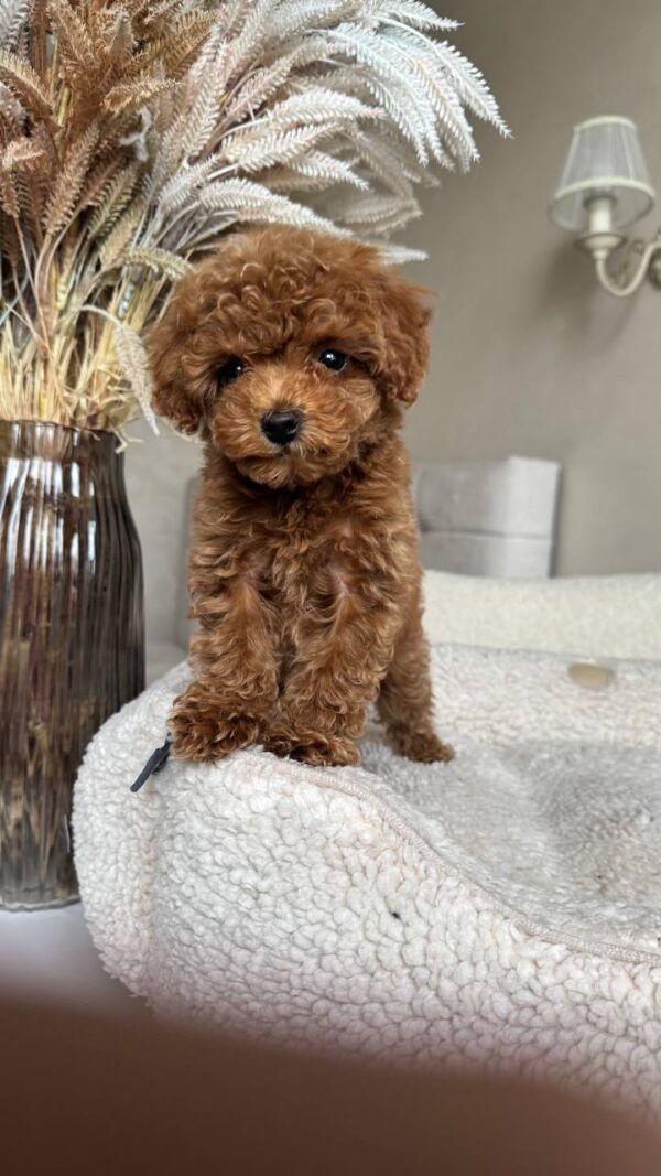 1001377530 Female Toy Poodle (Wendy)