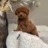 Female Toy Poodle (Wendy) Female Toy Poodle (Wendy)