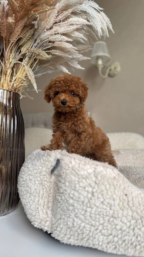Female Toy Poodle (Wendy) Female Toy Poodle (Wendy)