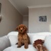 Female Toy Poodle (Daisy) Female Toy Poodle (Daisy)