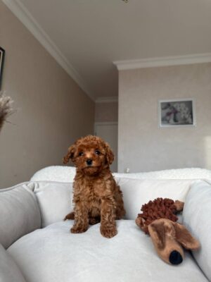 Female Toy Poodle (Daisy)