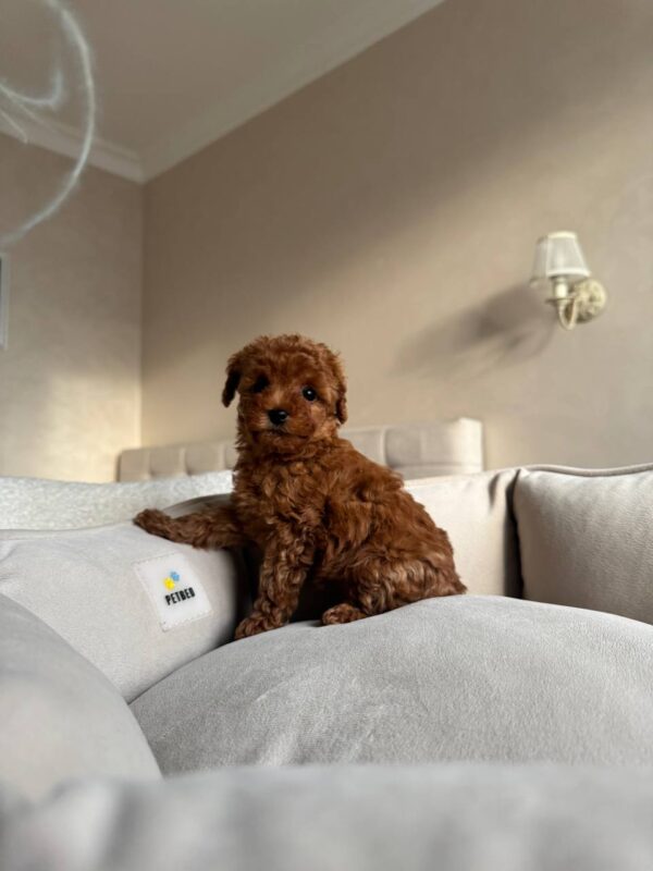 Female Toy Poodle (Daisy) Female Toy Poodle (Daisy)