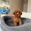 Female Toy Poodle (Daisy) Female Toy Poodle (Daisy)