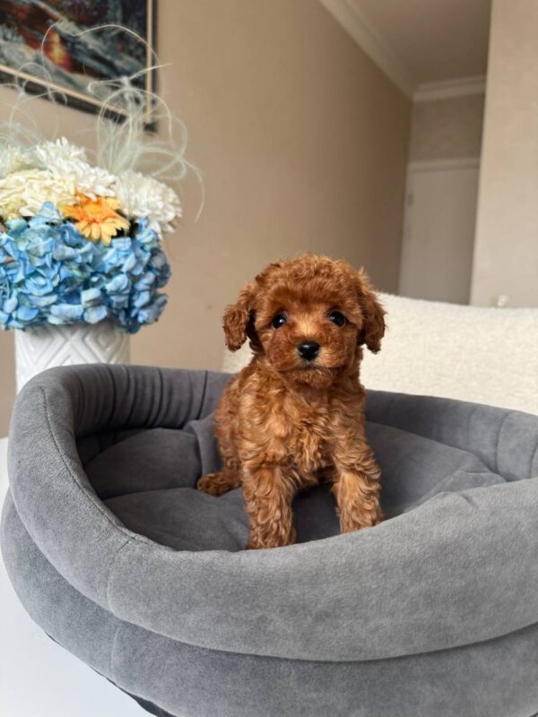 Female Toy Poodle (Daisy) Female Toy Poodle (Daisy)