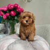 Female Maltipoo (Betty) Female Maltipoo (Betty)
