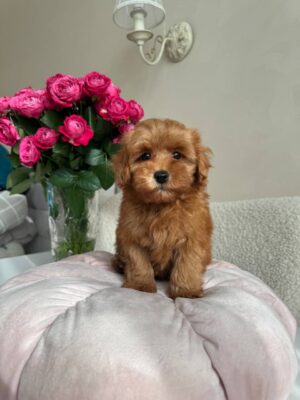 Female Maltipoo (Betty)