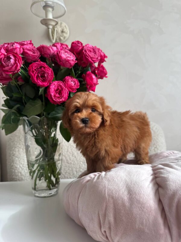 Female Maltipoo (Betty) Female Maltipoo (Betty)