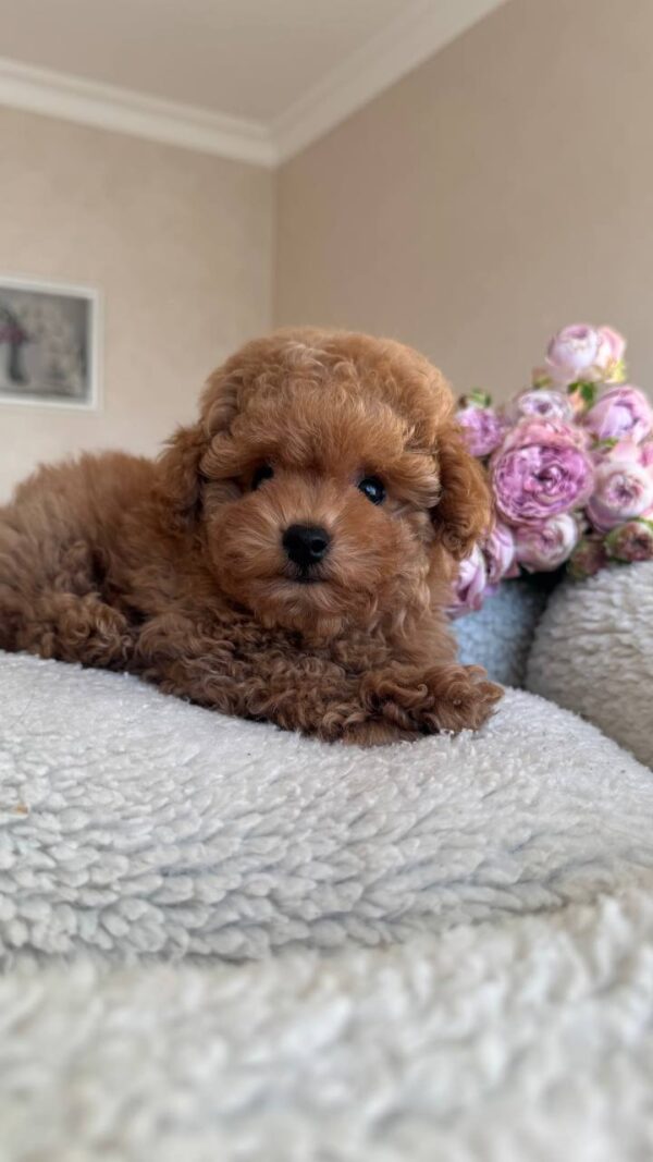 Male Maltipoo (Theo) Male Maltipoo (Theo)