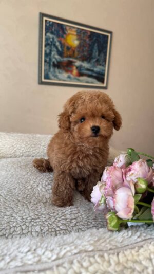 Male Maltipoo (Theo)