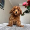 Female Toy poodle (Coco)