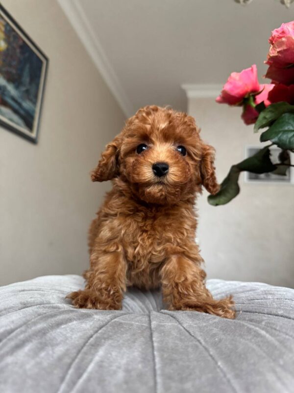 Female Toy poodle (Coco)