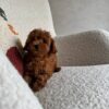 Female Toy poodle (Coco)