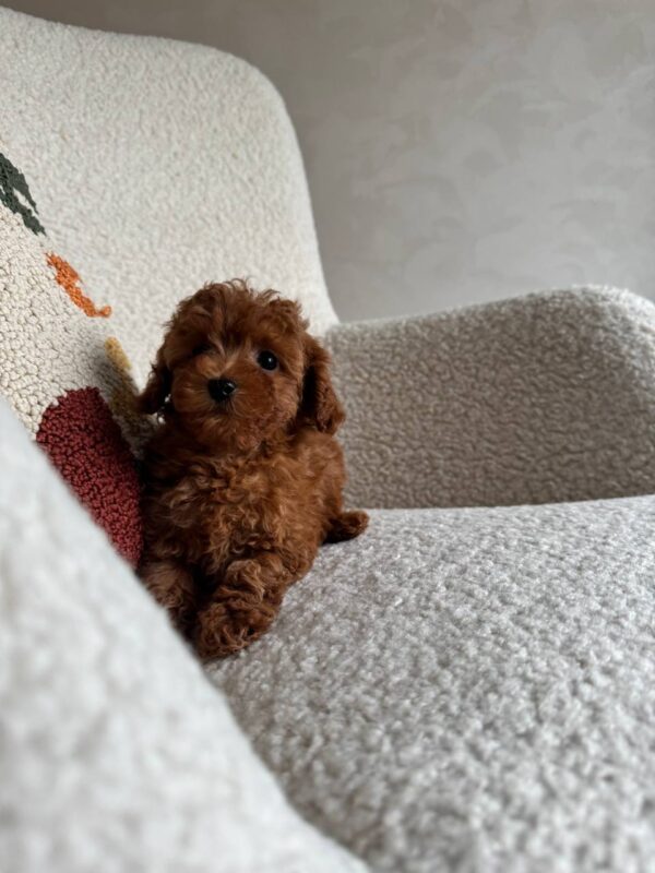 Female Toy poodle (Coco)