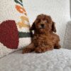Female Toy poodle (Coco)