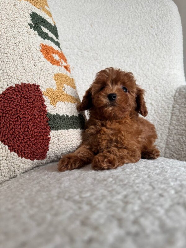 Female Toy poodle (Coco)