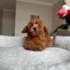 Female Toy poodle (Coco)