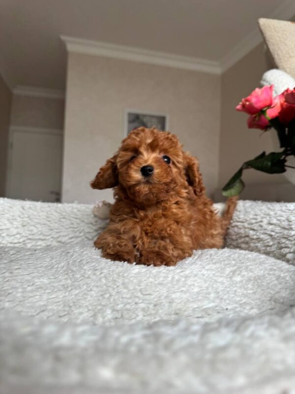 Female Toy poodle (Coco)