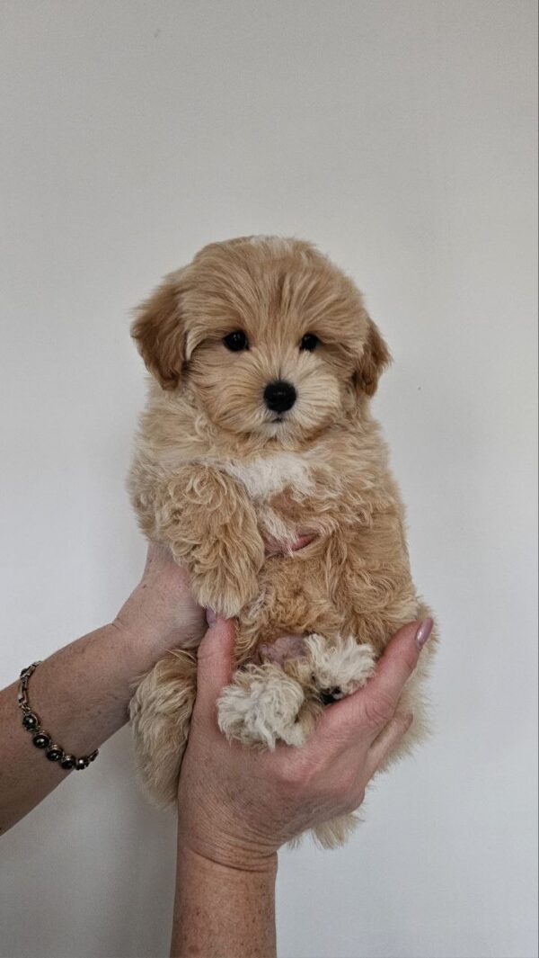 Male Maltipoo (Hugo) Male Maltipoo (Hugo)