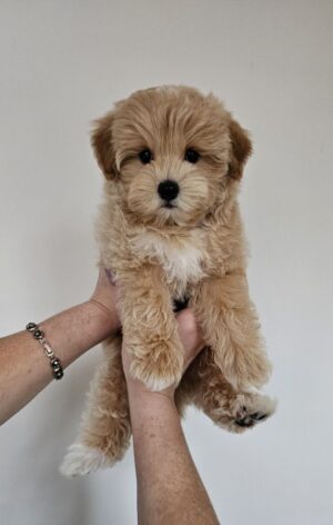 Male Maltipoo (Hugo) Male Maltipoo (Hugo)