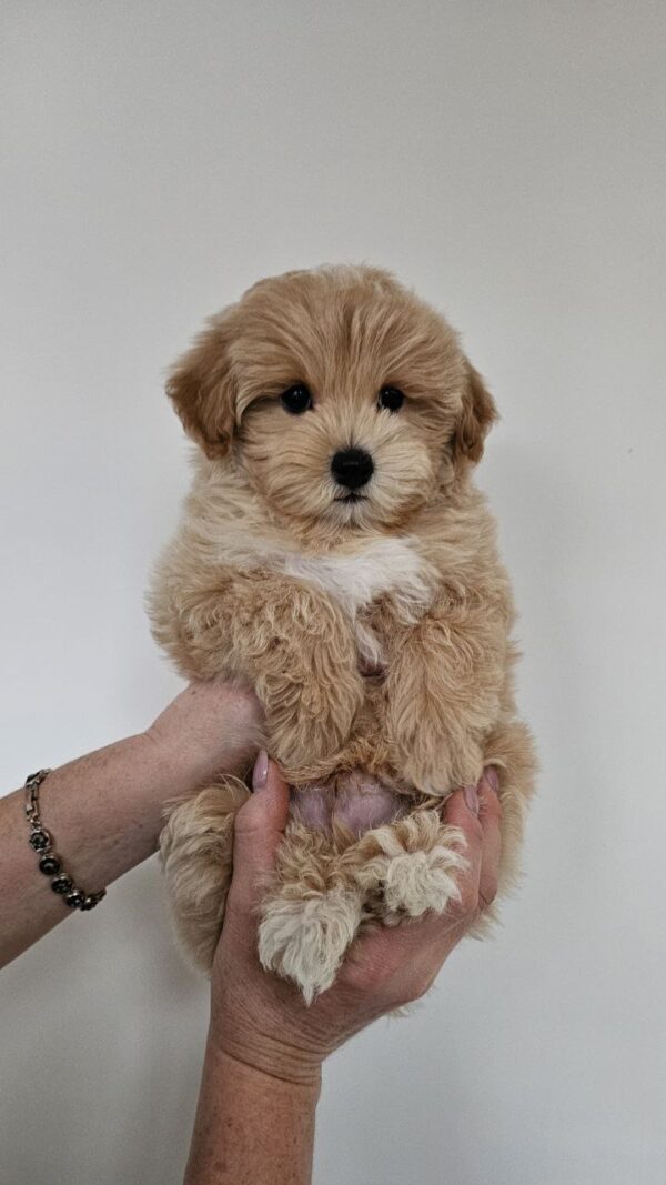 Male Maltipoo (Hugo) Male Maltipoo (Hugo)