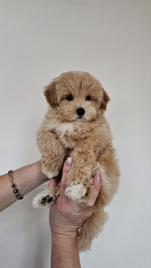 Male Maltipoo (Hugo) Male Maltipoo (Hugo)