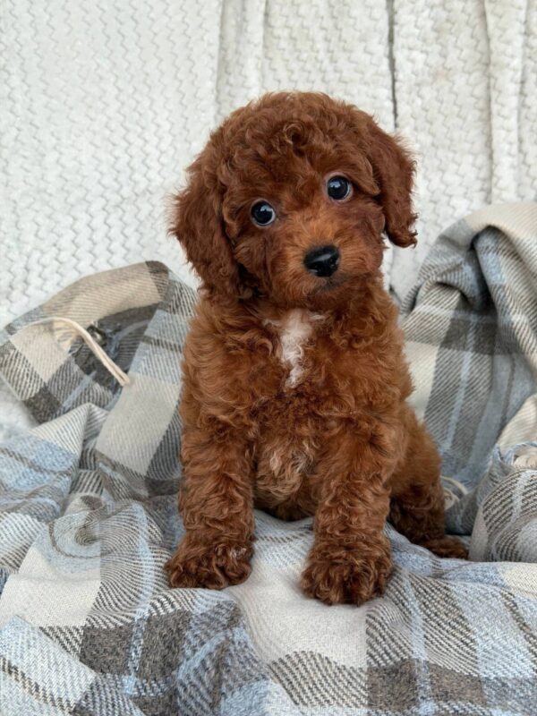 Male Toy poodle (Rocky) Male Toy poodle (Rocky)