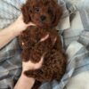 Male Toy poodle (Rocky) Male Toy poodle (Rocky)